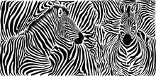 Zebra Skin Pattern With Two Heads