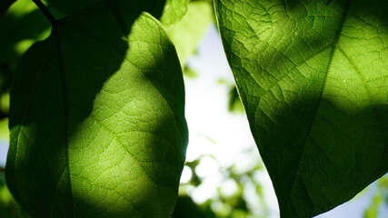 Catalpa tree