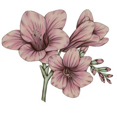 Wall Mural - Pink freesia composition 300 dpi digital art