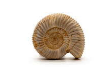 Fossilized Ammonite Shell Isolated On A White Background
