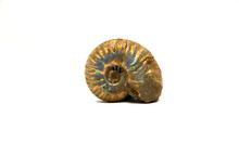 Pearlized Ammonite Shell Isolated On A White Background