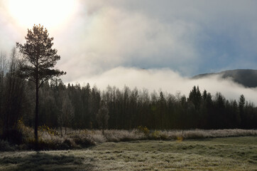 Wall Mural - early morning fog over field and forest in early morning