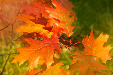 Wall Mural - Quercus rubra leaves, commonly called northern red oak or champion oak. 