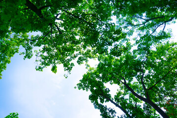 Wall Mural - Bright green leaves in the blue sky background. Nature pattern with copy space. 