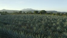 Aerial: Drone Flying Forward Over Green Agave Tequilana Field Against Blue Sky On Sunny Day