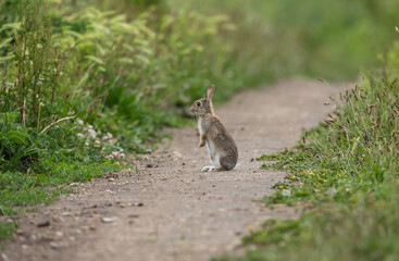 Wall Mural - wild, native young rabbit (oryctolagus cuniculus) sat up on a farm track and alert to danger on a su