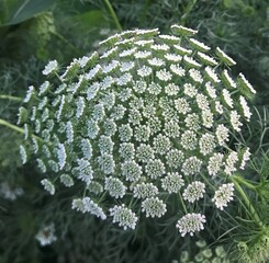 Small white flowers in a spiral pattern in a garden. 