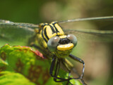 Fototapeta Sypialnia - Dragonfly with amazing details