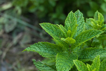 Spearmint Plant Closeup Outdoors Mentha Spicata