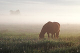 Fototapeta Konie - Horse in the fog in the morning sun. Rural landscape