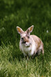 Mały królik z długimi uszami na trawiastym wybiegu