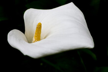 Close-up Of A Single Flawless White Calla Lily Flower, Zantedeschia Aethiopica, With A Bright Yellow Spadix In The Center Of The Flower. The Lilt Is Set Against A Dark Background With Dark Leaves.