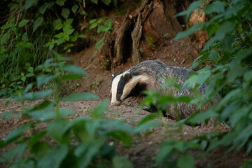 Sticker - European badger, meles meles, near your burrow. Badger family play in the forest. Badger offspring outside the burrow.