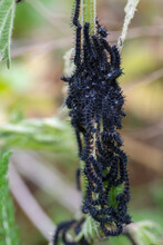 Peaccock Butterfly (Aglais Io) Caterpillars Eating Common Nettles (Urtica Dioica)
