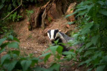 Wall Mural - European badger, meles meles, near your burrow. Badger family play in the forest. Badger offspring outside the burrow.