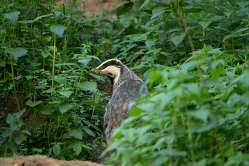 Wall Mural - European badger, meles meles, near your burrow. Badger family play in the forest. Badger offspring outside the burrow.