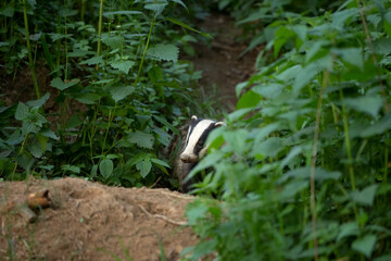 Wall Mural - European badger, meles meles, near your burrow. Badger family play in the forest. Badger offspring outside the burrow.