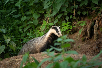 Wall Mural - European badger, meles meles, near your burrow. Badger family play in the forest. Badger offspring outside the burrow.
