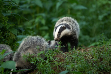 Wall Mural - European badger, meles meles, near your burrow. Badger family play in the forest. Badger offspring outside the burrow.