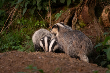 Wall Mural - European badger, meles meles, near your burrow. Badger family play in the forest. Badger offspring outside the burrow.