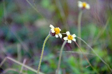 Sticker - flower