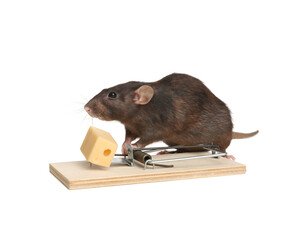 Wall Mural - Rat and mousetrap with cheese on white background. Pest control