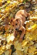 little dog playing in leaves in autumn