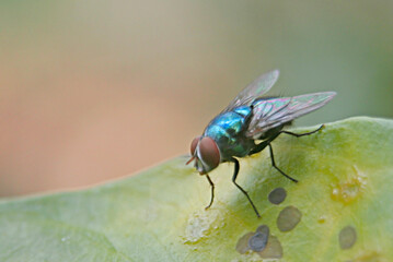 fly on leaf