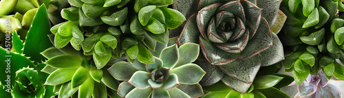 Fotomural Different beautiful succulents as background, top view