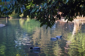 Poster - Closeup shot of ducks in the lake