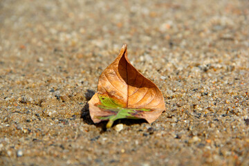 Canvas Print - Leaf