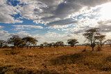 Fototapeta Sawanna - タンザニア・タランギーレ国立公園の何気ない風景と青空に浮かぶ雲