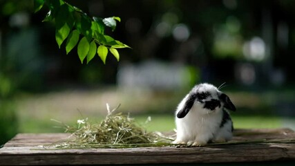 Sticker - rabbit eating grass with bokeh background, bunny pet, holland lop
