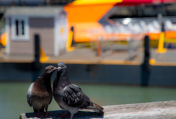 Two Pigeons Kissing on a Pier