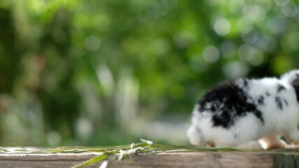 Sticker - rabbit eating grass with bokeh background, bunny pet, holland lop
