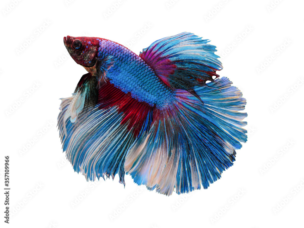 different color betta fish