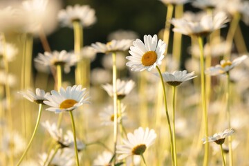 Fotomurales - Daisies on a spring meadow at sunrise