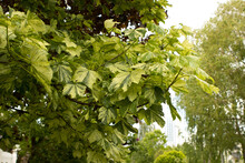 Acer Pseudoplatanus, Sycamore Maple. Large Green, Two-tone Leaves Of White Maple Fluttering In The Wind In A Park.