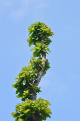 Wall Mural - green leaves on blue sky background