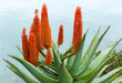 Aloe Africana plant with Beautiful Red Flowers
