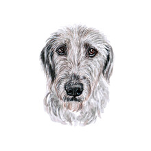 Watercolor Illustration Of A Funny Dog. Hand Made Character. Portrait Cute Dog Isolated On White Background. Watercolor Hand-drawn Illustration. Popular Breed Dog.  Irish Wolfhound 