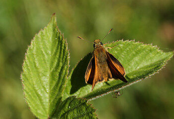 A  Large Skipper Butterfly, Ochlodes sylvanus, perching on a leaf in a meadow.