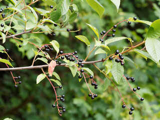 Poster - (Prunus padus) Schöner Zierbaum mit kleine Trauben von glänzenden schwarzen Beeren aus Gewöhnliche Traubenkirsche