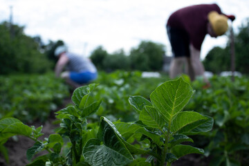 Man and woman work in the garden. Plant vegetables. Hard, dirty work. Village, land. Farming concept. High quality photo