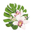 Bouquet of tropical flowers. Monstera leaves with pink cymbidium orchid flowers. Floristics for weddings. Vector stock illustration isolated on white background.