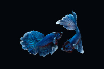 Two dancing of betta siamese fighting fish (Halfmoon Rosetail in white blue color) isolated on black background