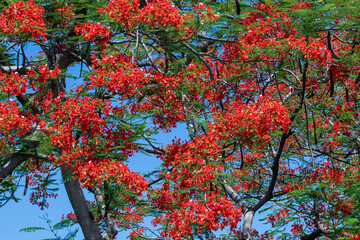 Wall Mural - Selective focus colorful Delonix Regia flower in the sky background.Also called Royal Poinciana, Flamboyant, Flame Tree.