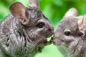 couple of cute gray chinchilla sitting on green colored background with leaves , lovely pets and nat