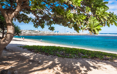  tree on the beach of Saint-Pierre, Reunion island 