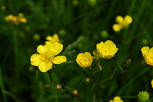 Color Photo Of Small Yellow Wildflowers On A Background Of Green Grass In Nature.